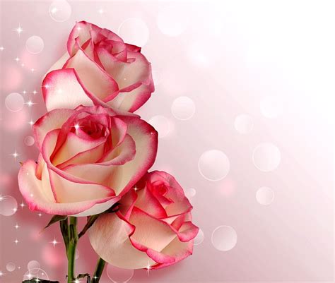 Flower Rose Petal Free Photo On Pixabay Pixabay