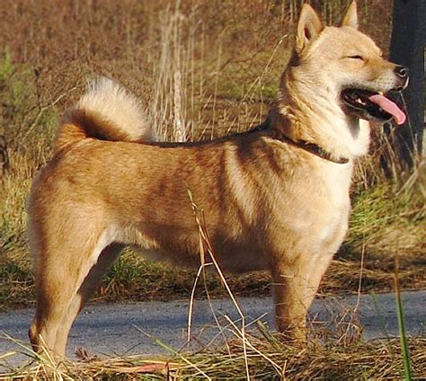 Hokkaido Dog Breed Information Characteristics And Heath Problems