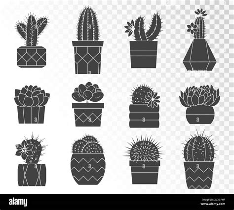 Vector Set Of Cacti And Succulents In Flower Pots Collection Of