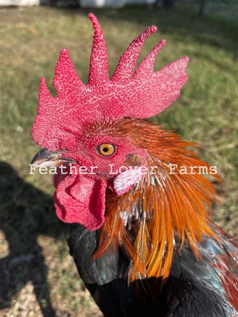 Ayam Ketawa Laughing Chicken Chicks For Sale Feather Lover Farms