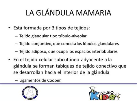 Anatomia Y Fisiologia De La Glandula Mamaria Youtube