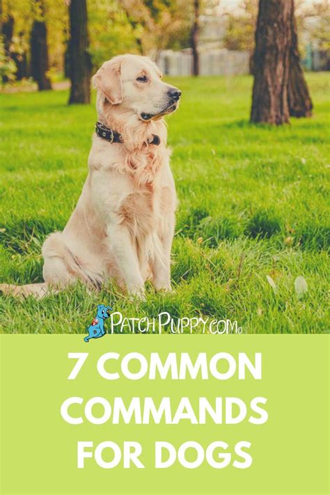 7 Common Commands For Dogs In 2021 Dogs Dog