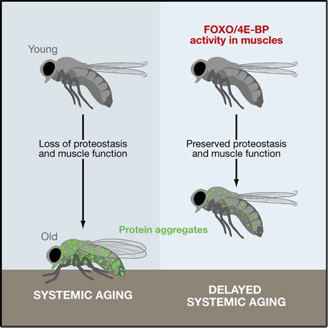 Foxo4e Bp Signaling In Drosophila Muscles Regulates Organism Wide