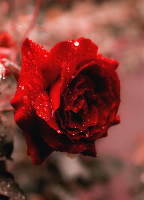 Rose Wallpapers Free Hd Download 500 Hq Unsplash