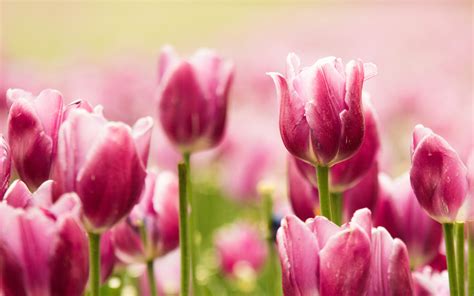 Beautiful Pink Tulips Hd Wallpaper