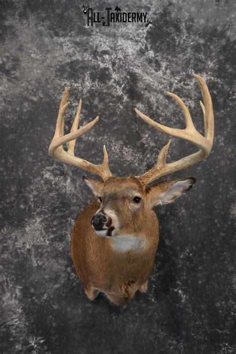 Whitetail Deer Taxidermy Mount For Sale Sku 1317 All