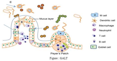 Galt Includes Lymphoid Tissue Present In The