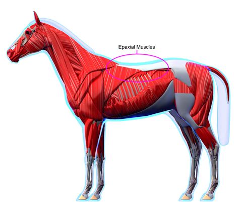 Why Saddle Fit Matters The Anatomy Under The Perfect Fit Flair