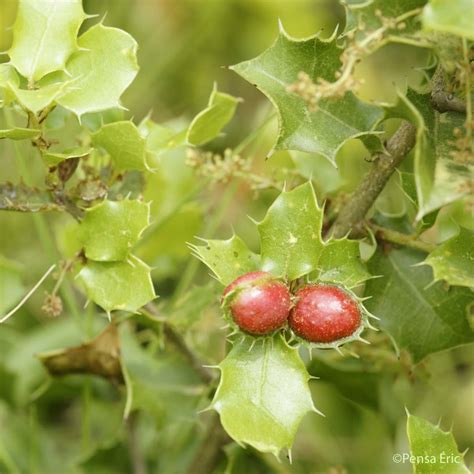 Chêne Kermès - Quercus coccifera - quelle-est-cette-fleur.com