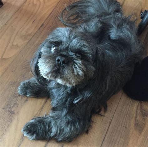Periodic emails are sent to foster parents to let everyone know what dogs and cats need fostering. Male Shih Tzu Dog For Adoption by Owner in Atlanta Georgia ...