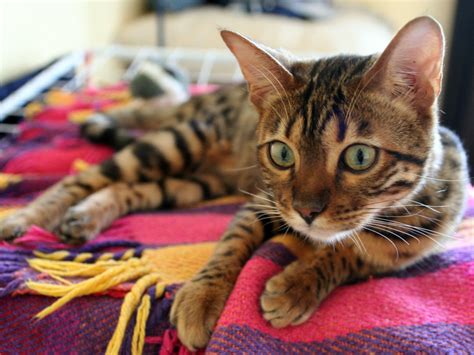 But other domestic cats can be bred with leopard cats to produce bengal cats. Bengal Cat Hypoallergenic Price, Bengal Cat Breed ...
