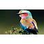 Bird Animal Beautiful Wild Wings Exotic Birds Wallpapers HD 