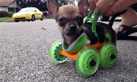 Two Legged Tiniest Chihuahua Puppy Loves To Race Around On His Wheels