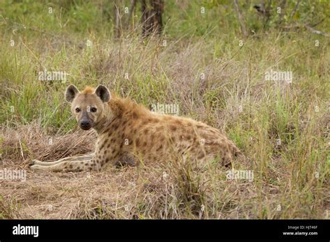 Spotted Hyena Resting Close To Its Den Stock Photo Alamy