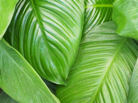 Tropical Leaf Large Foliage Abstract Green Texture Nature Background