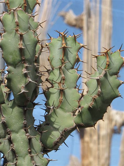 Giromagi cactus, giromagi piante grasse, vendita piante grasse cortona, azienda agricola giromagi, landrucci piante grasse sinonimo di euphorbia eritrea Euphorbia - Urban Xeriscape