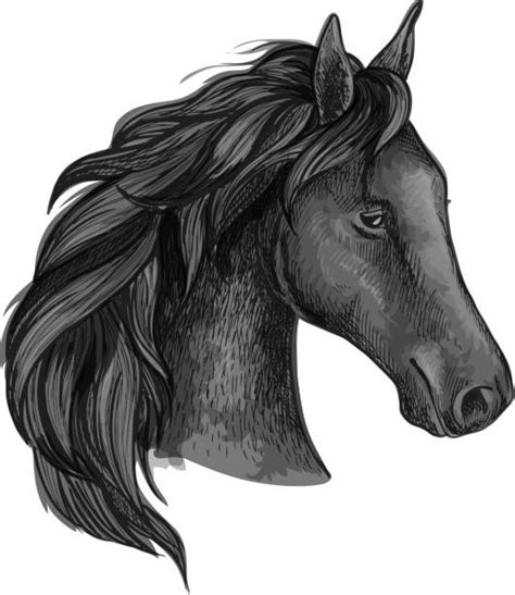 Royalty Free Horse Eye Clip Art Vector Images
