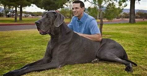 Men Know Why Meet Giant George The Worlds Tallest Dog