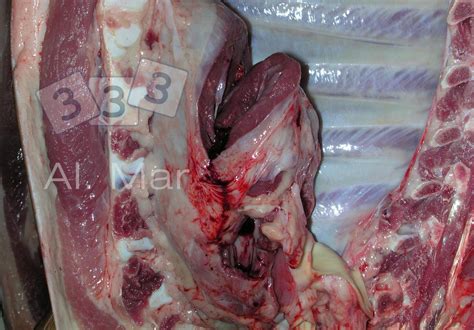Pericardite acuta versamento pericardico pericardite costrittiva tamponamento cardiaco diagnosi eziologica riferimento per la diagnosi. Pericardite - Atlas de patologia - 3tres3, A página do porco