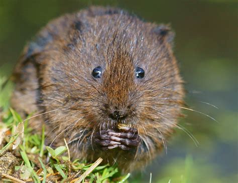Catching Sight Of The Water Vole Westcountry Rivers Trust