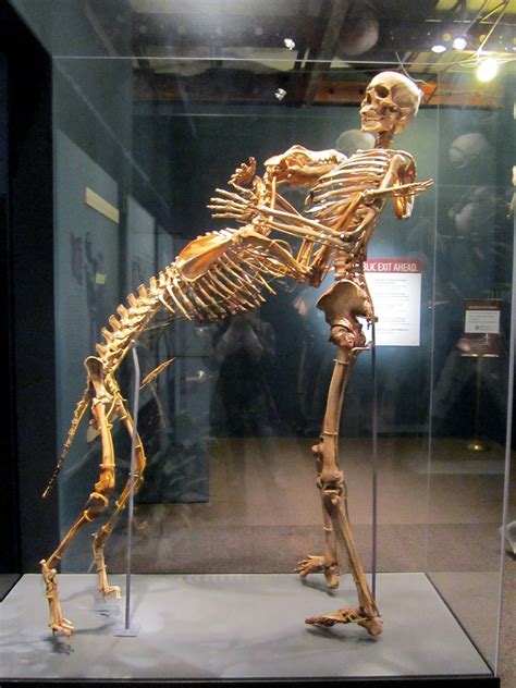 Skeletons Of Grover Krantz And His Dog Clyde At The Smithsonian