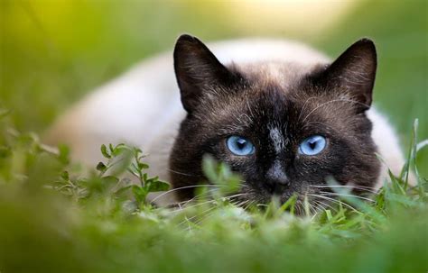 Common Cat Health Concerns To Watch For Oliveknows