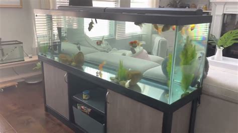 Top Fin 125 Gallons Aquarium Tank Review From Petsmart Youtube