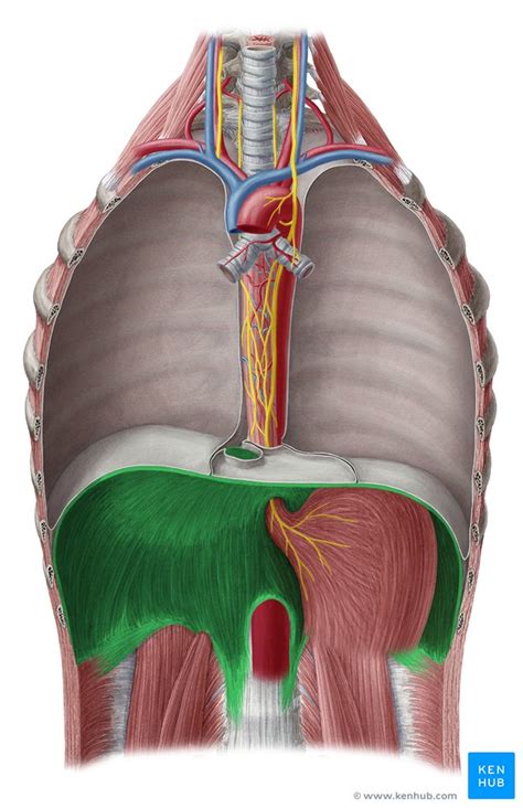 Diafragma Localización Anatomía Inervación Y Función Kenhub