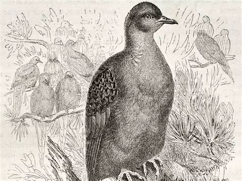 The Last Known Passenger Pigeon Died 100 Year Ago Today Here Are 9