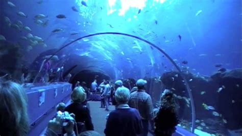 A Georgia Aquarium Tour Youtube