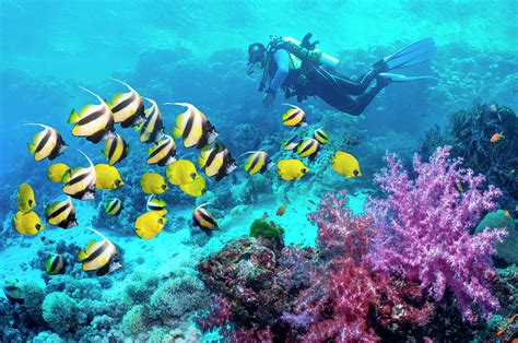 Coral Reef Scuba Diving Ubicaciondepersonascdmxgobmx