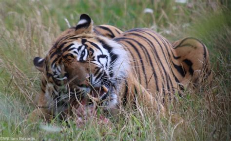 Sumatran Tiger Eating Zoochat
