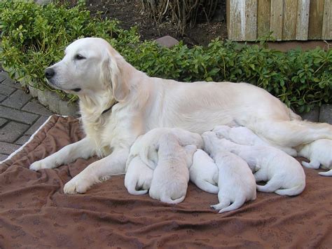 Weißes pferd mit fohlen (abraton), sehr. Golden Retriever Welpen in CREME-WEISS (Waischenfeld ...