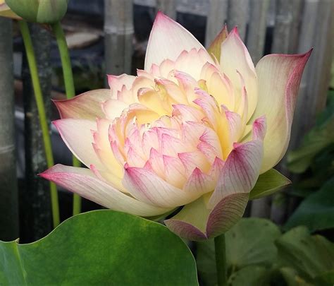 Watercolor Lotus Excellent Blooming All Ship In Spring 2021