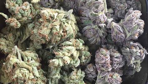 20 Popular Purple Cannabis Strains The Chill Bud