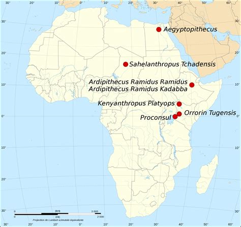 Earliest Known Hominid Fossils Ardipithecus Ramidus Found In Aramis