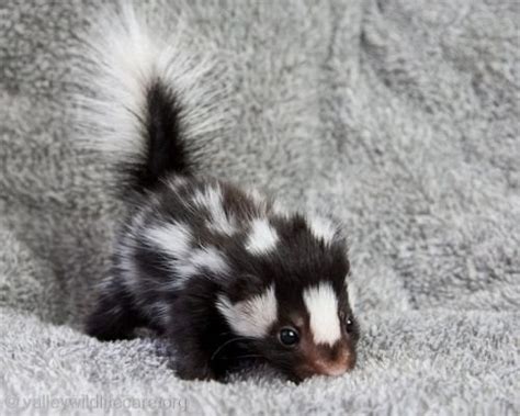 Baby Spotted Skunk Aww