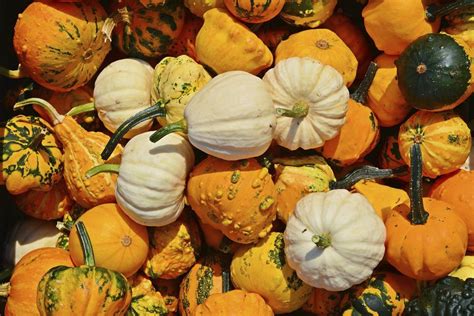 Variety Of Pumpkins In A Pile Free Photo Rawpixel