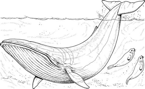 Realistic Whale Coloring Pages | Whale coloring pages, Coloring pages