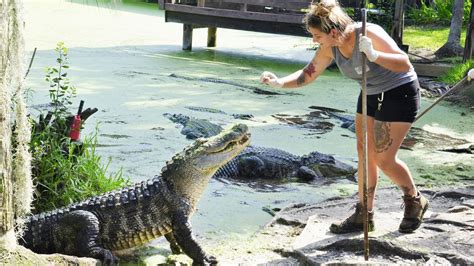 People Are Actually Feeding Wild Florida Gators And Making Them Too