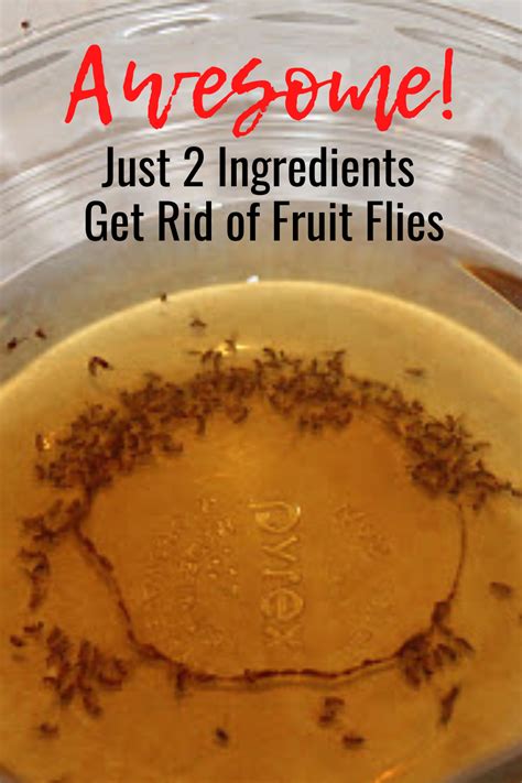 How To Kill Fruit Flies F
