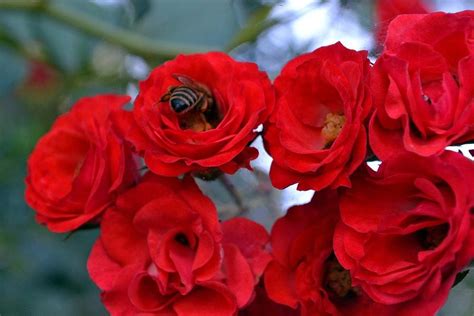 bee in roses photograph by tai kmak fine art america