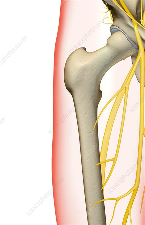 The Nerves Of The Hip Stock Image F0016430 Science Photo Library
