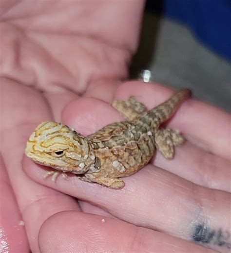 Hatchling Bearded Dragons Central Bearded Dragon By The Prodigal Dragons Lair Morphmarket