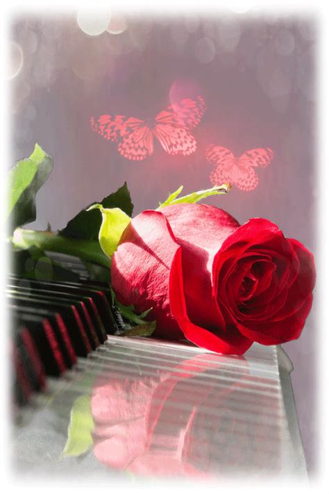 Animated Red Rose On A Piano Pictures Photos And Images For Facebook