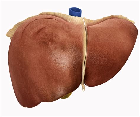 Liver Created From Stem Cells In Lab Huffpost