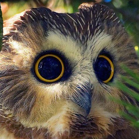 Owl Big Eyes Saw Whet Owl Owl Pet Birds