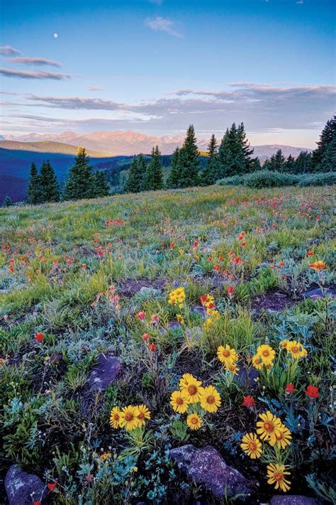 A Guide To Colorados Spectacular Wildflower Season Nature