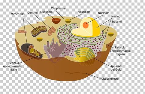 Organelle Cell Membrane Cytoplasm Eukaryote Png Clipart Biology My XXX Hot Girl