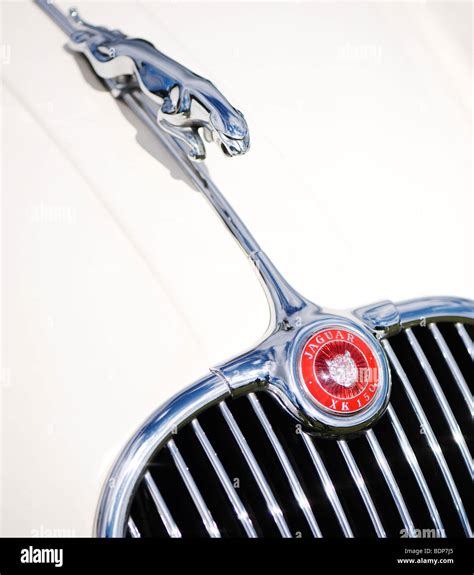 Jaguar Xk150 Sports Car Roadster Leaping Jaguar Mascot And Logo Classic British Cars Stock